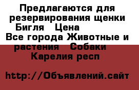 Предлагаются для резервирования щенки Бигля › Цена ­ 40 000 - Все города Животные и растения » Собаки   . Карелия респ.